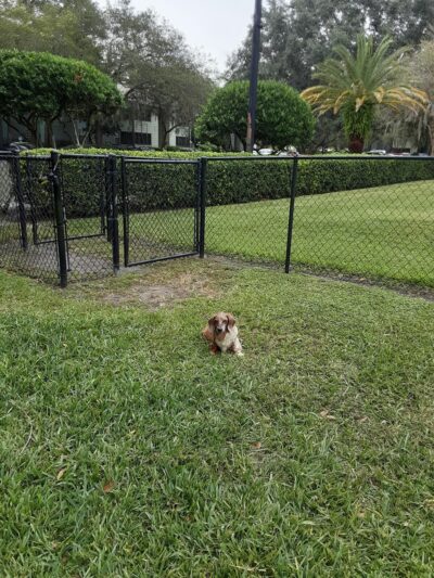 Bark Doggy Park - Lakeland, FL