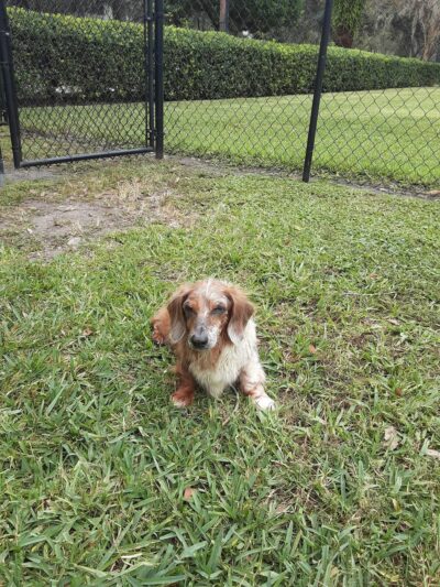 Bark Doggy Park - Lakeland, FL