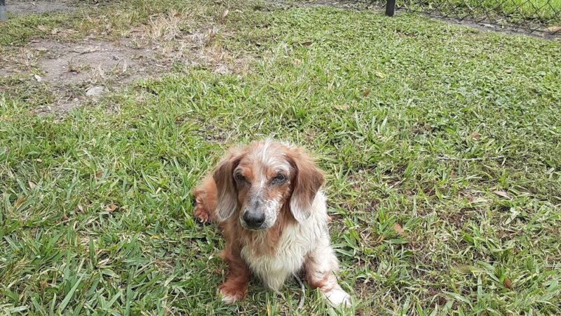 Bark Doggy Park - Lakeland, FL