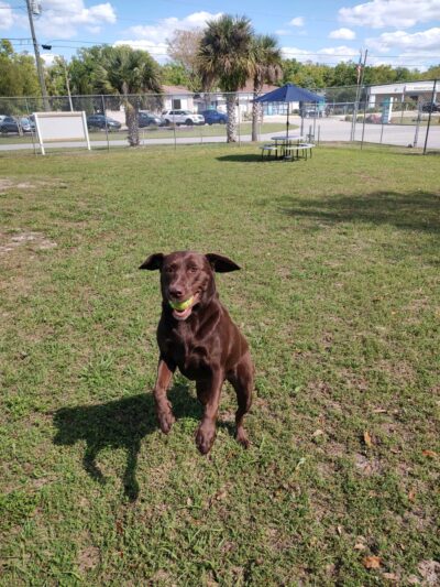 Hollywoof Hills Dog Park - Lakeland, FL