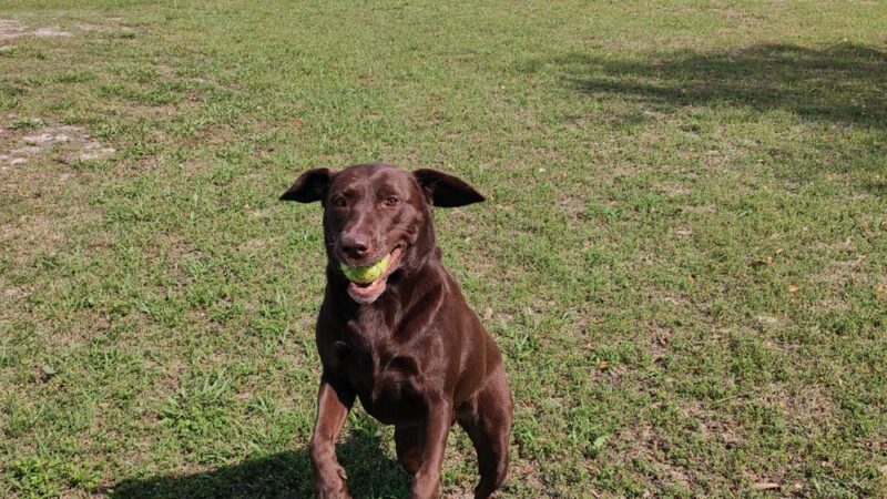 Hollywoof Hills Dog Park - Lakeland, FL