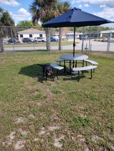 Hollywoof Hills Dog Park - Lakeland, FL