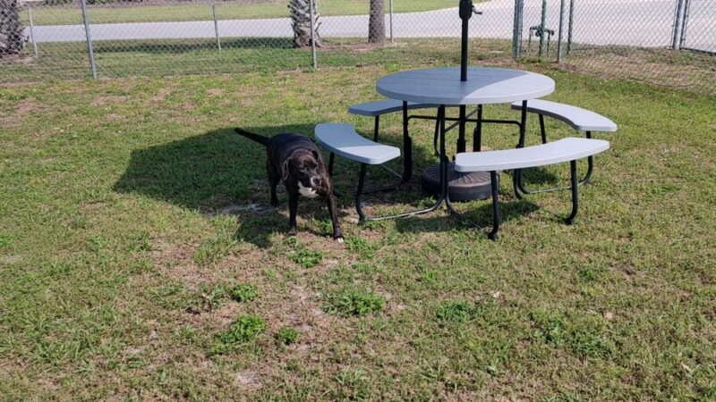 Hollywoof Hills Dog Park - Lakeland, FL
