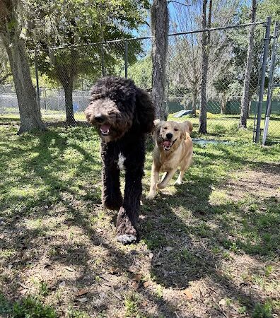 Hollywoof Hills Dog Park - Lakeland, FL