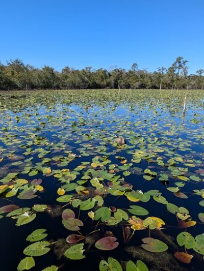 Lakeland Highlands Scrub - Lakeland, FL