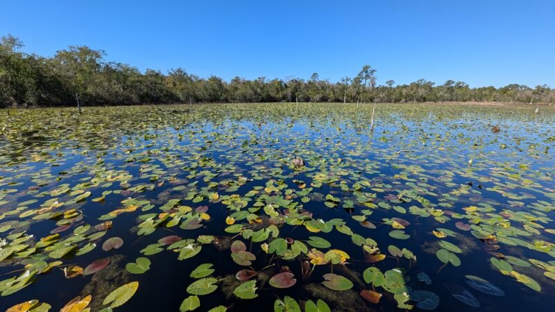 Lakeland Highlands Scrub - Lakeland, FL