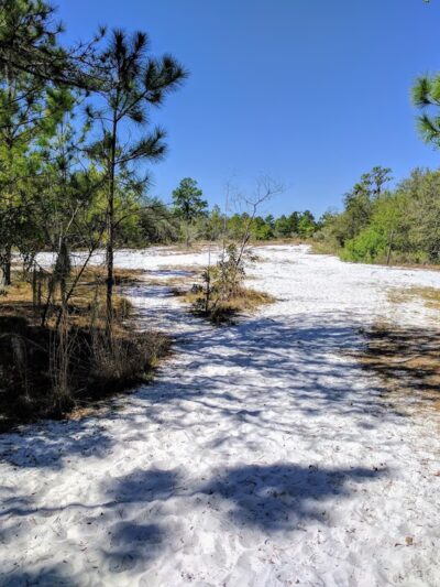 Lakeland Highlands Scrub - Lakeland, FL