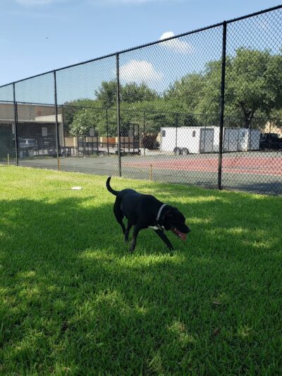 Sailor Cove Dog Park - Lakeland, FL
