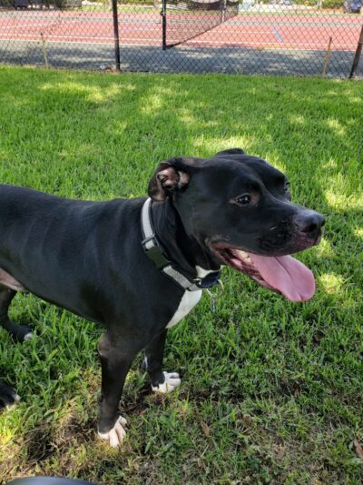 Sailor Cove Dog Park - Lakeland, FL