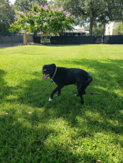 Sailor Cove Dog Park - Lakeland, FL