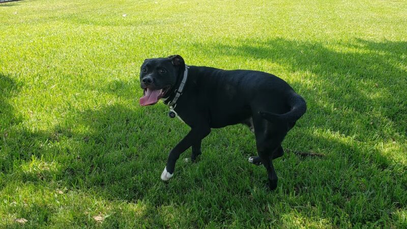 Sailor Cove Dog Park - Lakeland, FL