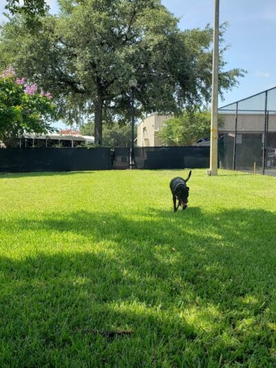 Sailor Cove Dog Park - Lakeland, FL