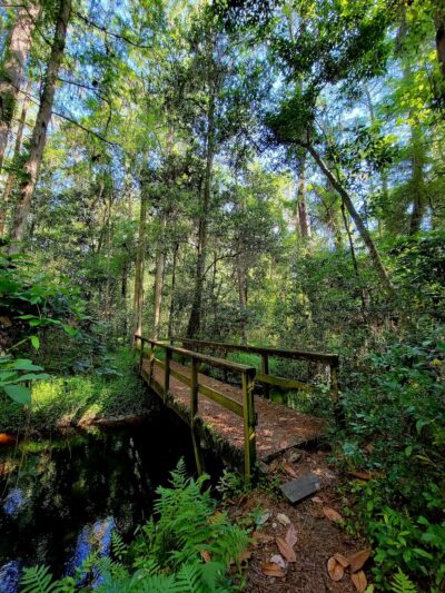 Robert Simpson Nature Trail - Lakeland, GA