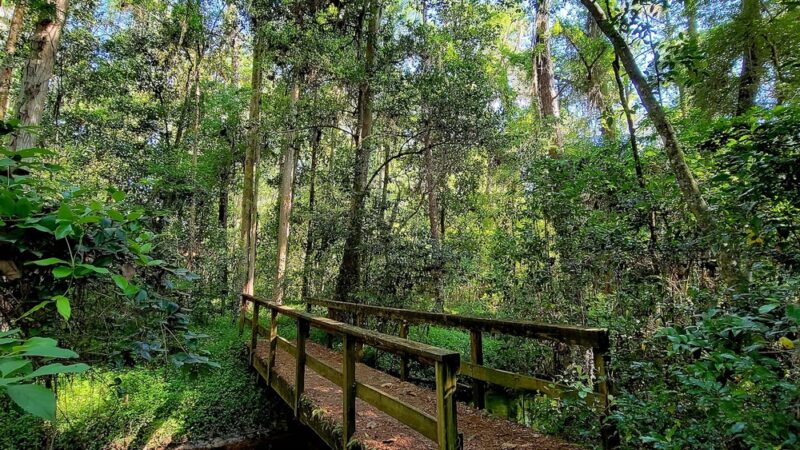 Robert Simpson Nature Trail - Lakeland, GA
