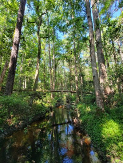 Robert Simpson Nature Trail - Lakeland, GA