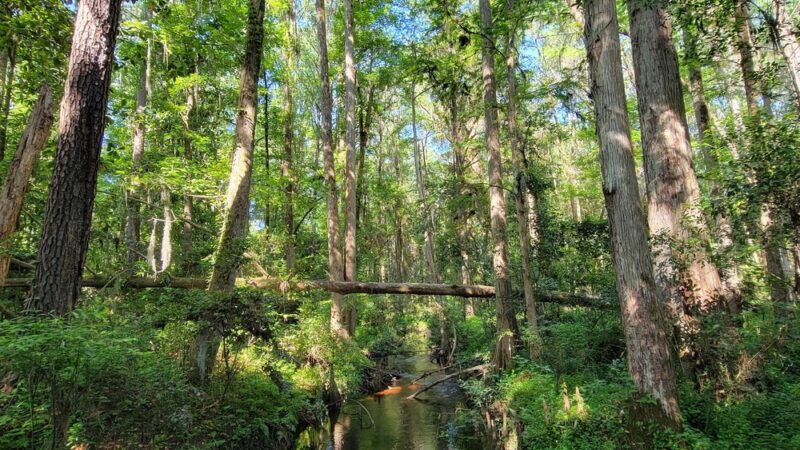 Robert Simpson Nature Trail - Lakeland, GA