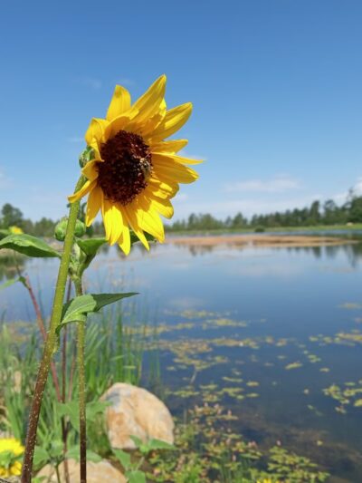 Woodland Lake Park - Lakeside, AZ
