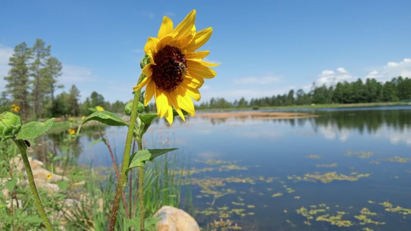 Woodland Lake Park - Lakeside, AZ