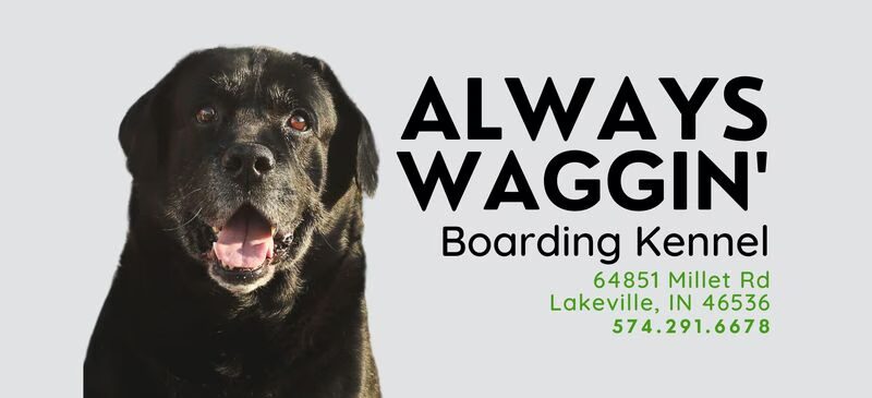 Always Waggin Boarding Kennel - Lakeville, IN