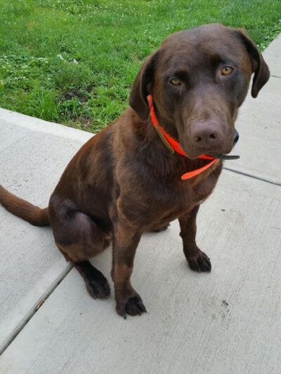 Always Waggin Boarding Kennel - Lakeville, IN