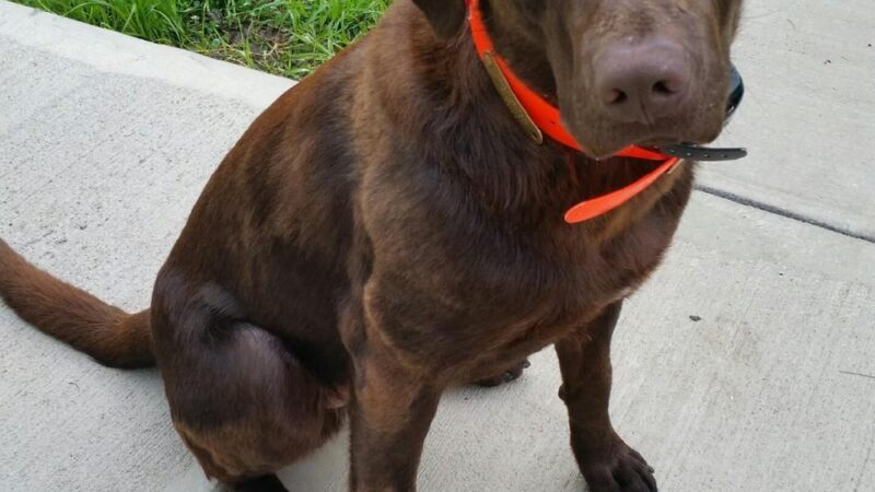 Always Waggin Boarding Kennel - Lakeville, IN