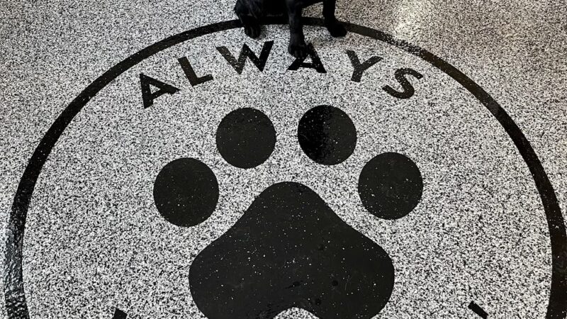 Always Waggin Boarding Kennel - Lakeville, IN