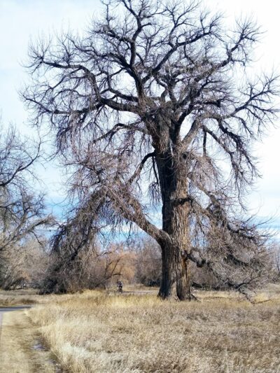 Bear Creek Trail Parking - Lakewood, CO