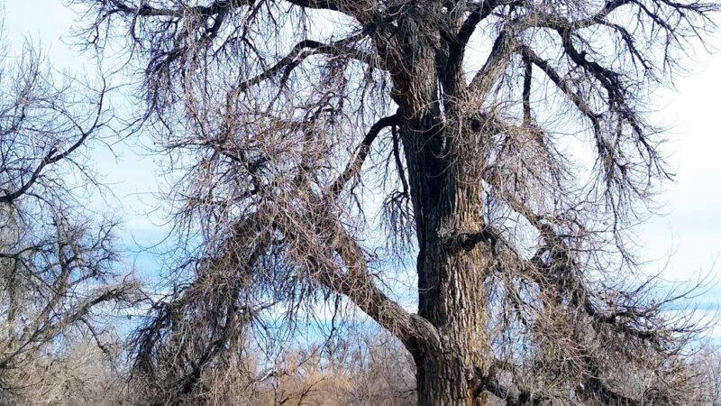 Bear Creek Trail Parking - Lakewood, CO