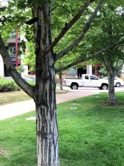Belmar Square - Lakewood, CO