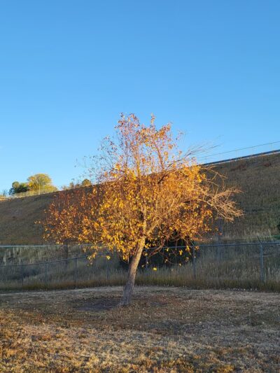 Chester-Portsmouth Park - Lakewood, CO