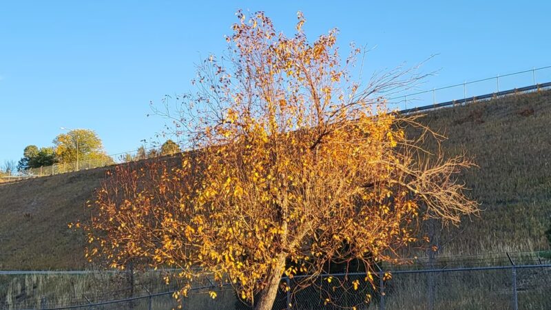 Chester-Portsmouth Park - Lakewood, CO