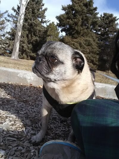 Chester-Portsmouth Park - Lakewood, CO