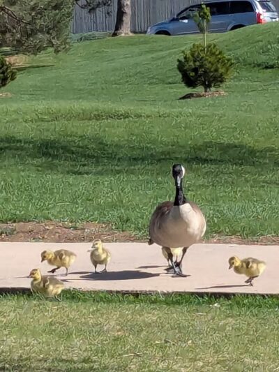 Jewell Park - Lakewood, CO