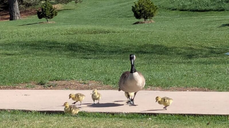 Jewell Park - Lakewood, CO