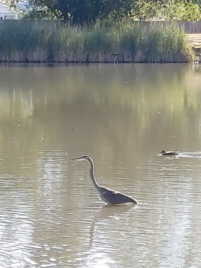 Jewell Park - Lakewood, CO