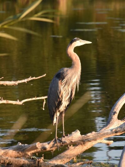 Lakewood City Urban Parks - Lakewood, CO