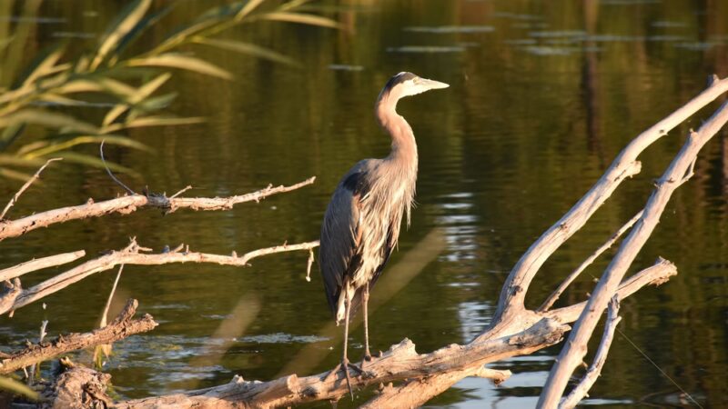 Lakewood City Urban Parks - Lakewood, CO