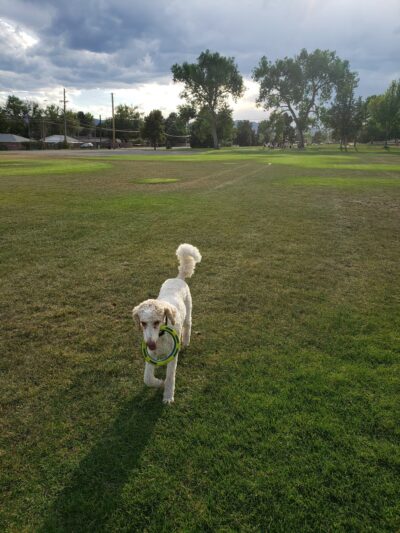 Lasley Park - Lakewood, CO