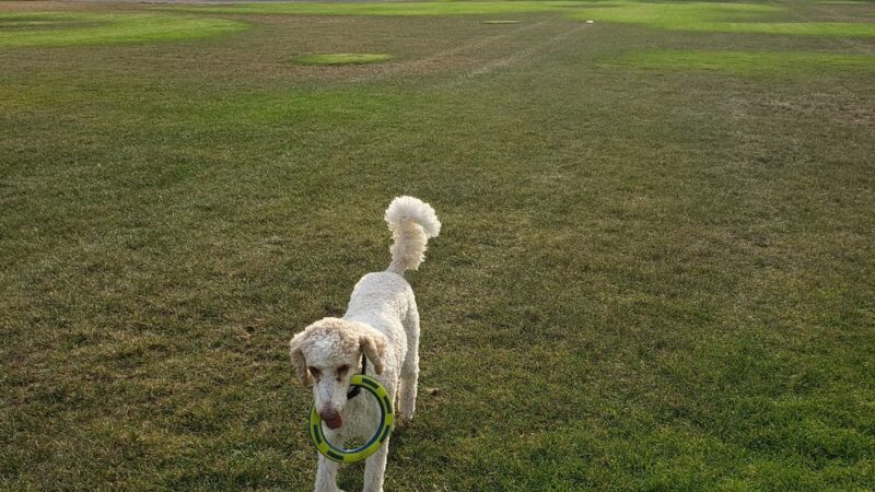 Lasley Park - Lakewood, CO