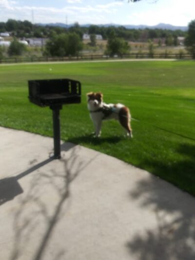 Mountair Park & Dog Park - Lakewood, CO