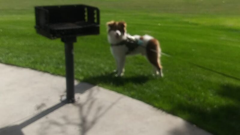 Mountair Park & Dog Park - Lakewood, CO