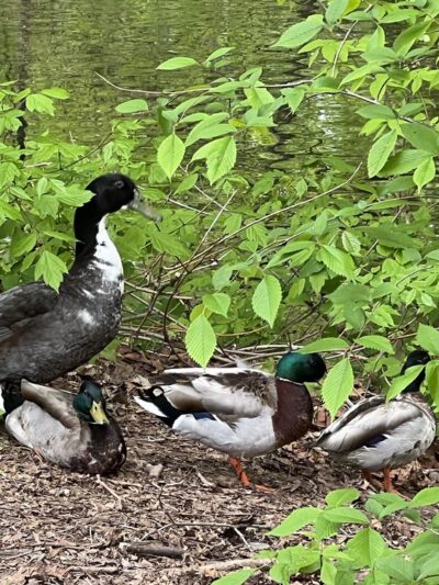 Cavallo Park - Lambertville, NJ