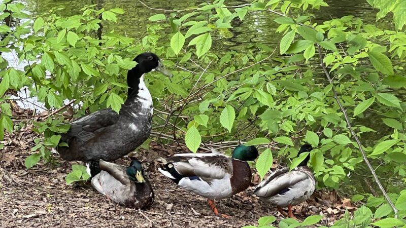 Cavallo Park - Lambertville, NJ