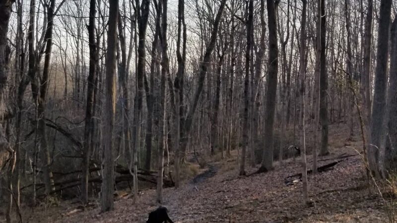 Dry Run Creek - Lambertville, NJ