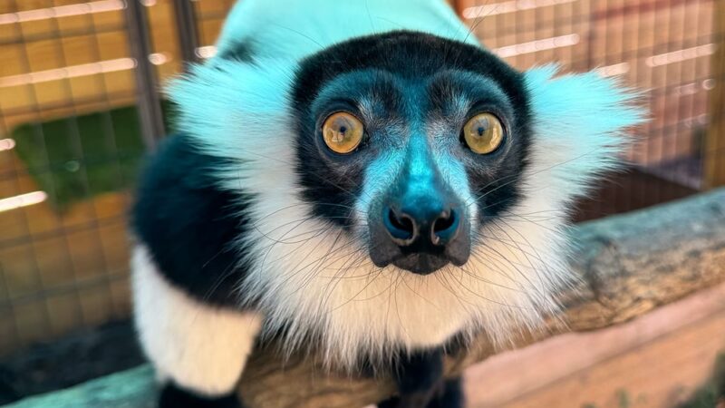 North Florida Wildlife Center - Lamont, FL