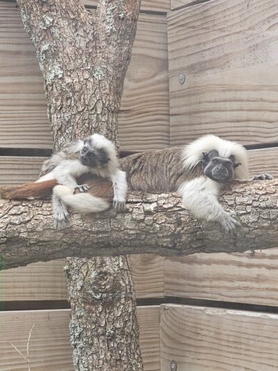 North Florida Wildlife Center - Lamont, FL