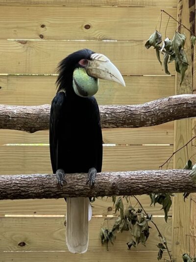 North Florida Wildlife Center - Lamont, FL