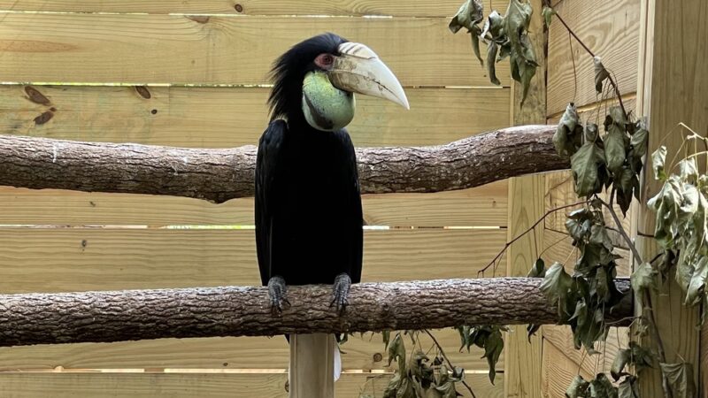 North Florida Wildlife Center - Lamont, FL