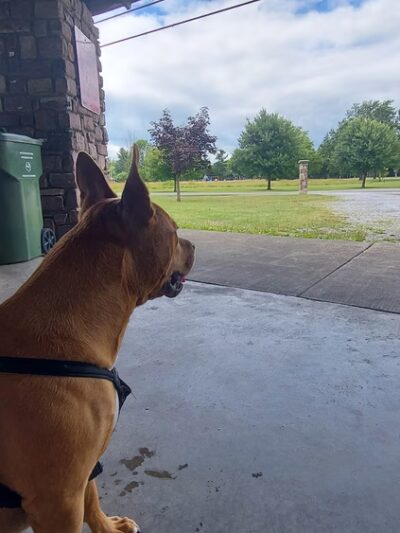 Como Lake Park Gazebort - Lancaster, NY