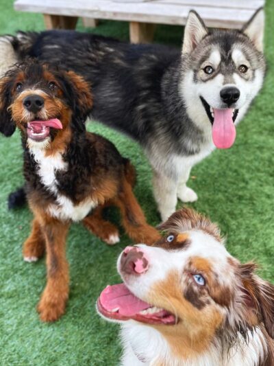 Paws Canine Activity Center - Lancaster, NY